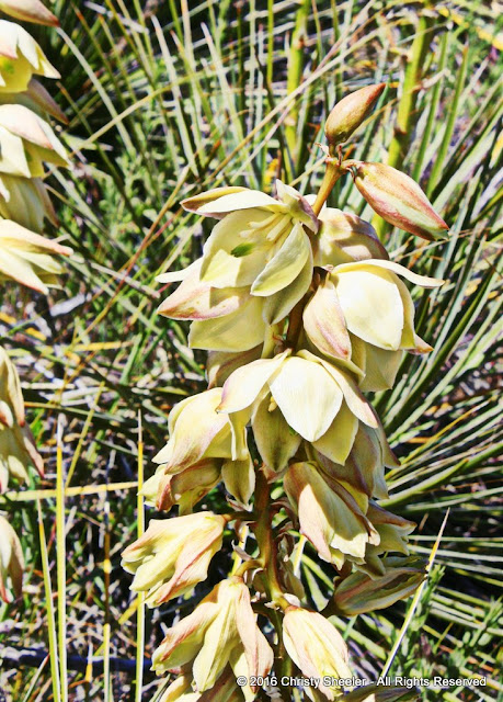 Pale yellow yucca blossoms face downward.  A bit of rusty pink on the edges of the petals.