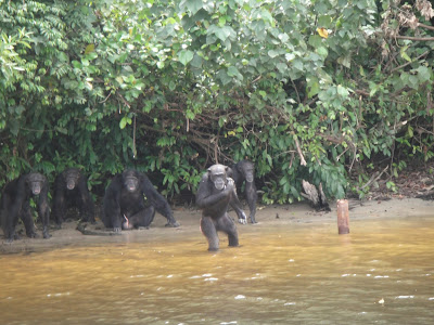 Chimpanze experiment Island in Monrovia liberia