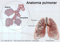 Anatomia dos pulmões