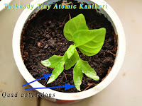 Polycotyledon Thekkady Kanthari seedling