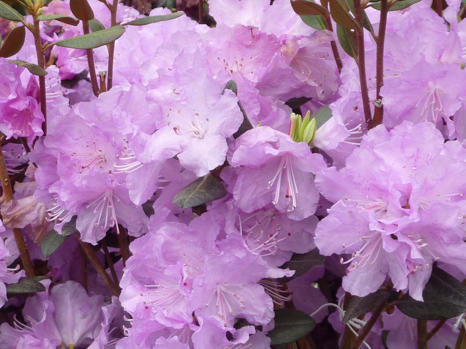 32+ The Earth Laughs In Flowers Meaning Images