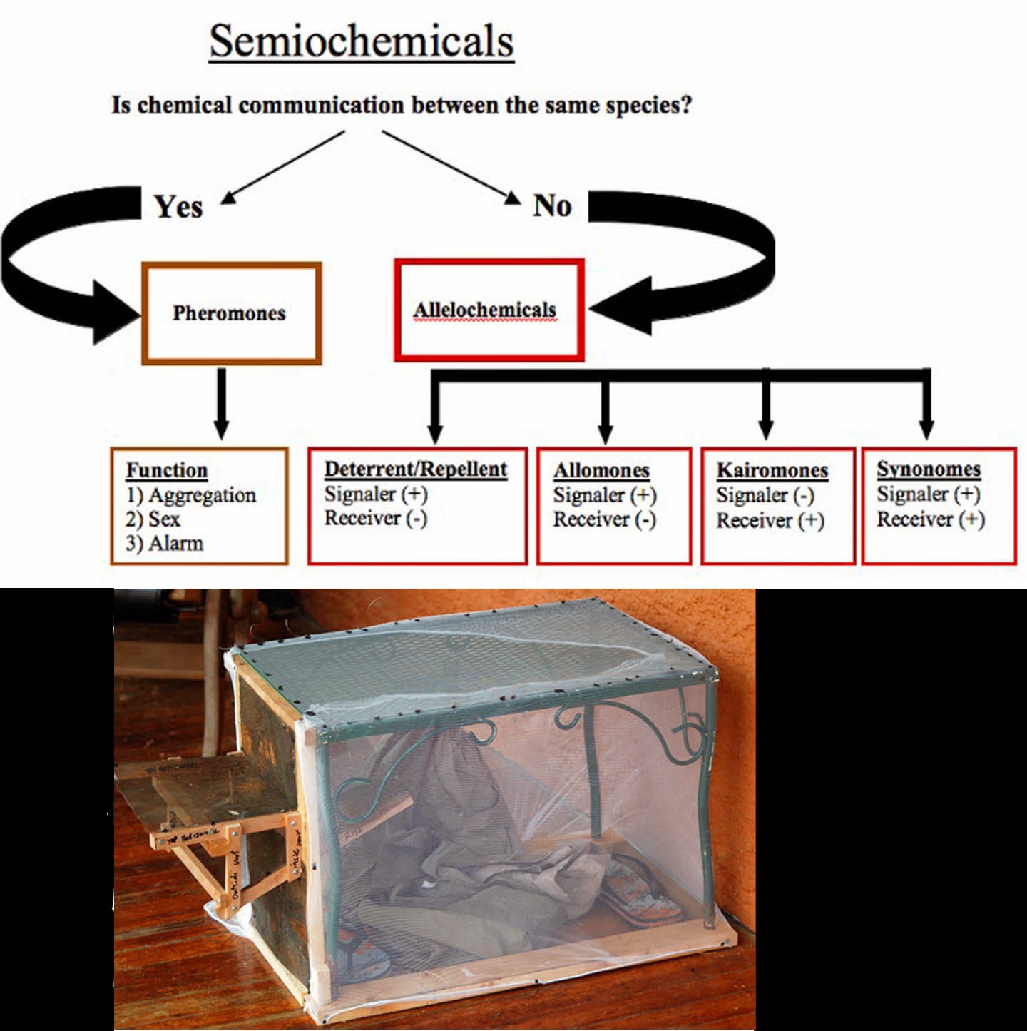 As Many Exceptions As Rules How Do Mosquitoes Find You?