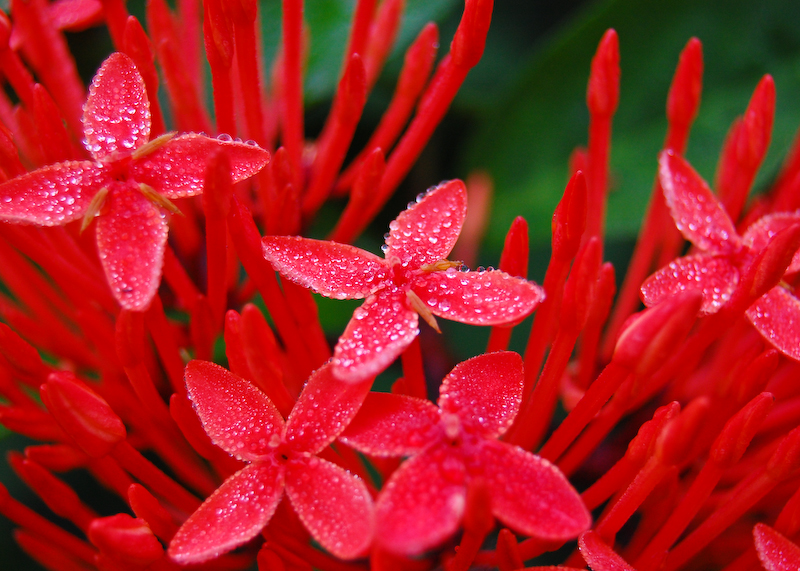 Nipa's Homepage! Monsoon flower in Bangladesh