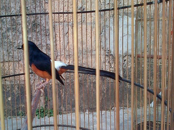 Harga Burung Murai Batu Medan Super Ekor Panjang 27 cm