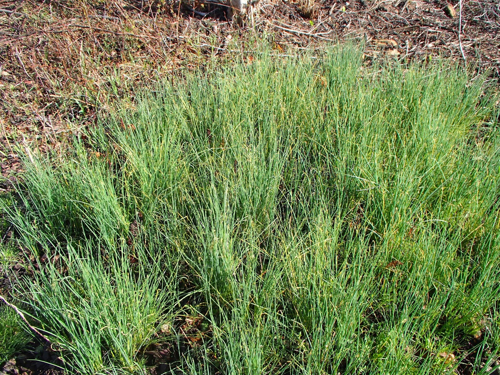 Ridge Berry Farm Scapes, Ramps...and the Gift Economy