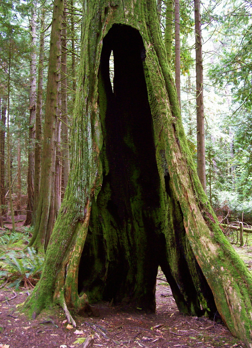 Vancouver Island Big Trees Hollowed Cedars Often Still Living