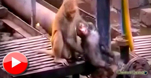 Macaco tenta de tudo pra ajudar amigo eletrocutado em estação de trem na Índia