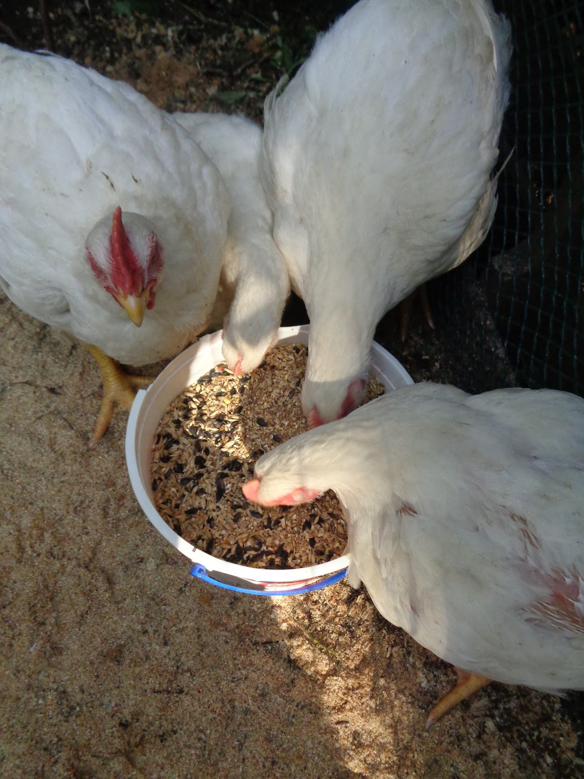 Proverbs 31 Living Buying Bulk Chicken Feed and Saving Money
