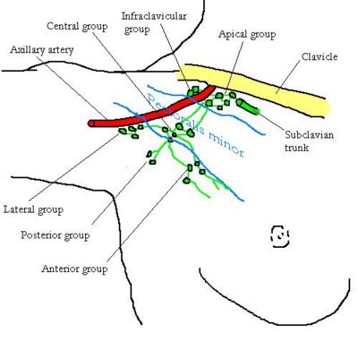 Axillary Lymph Node Size Chart