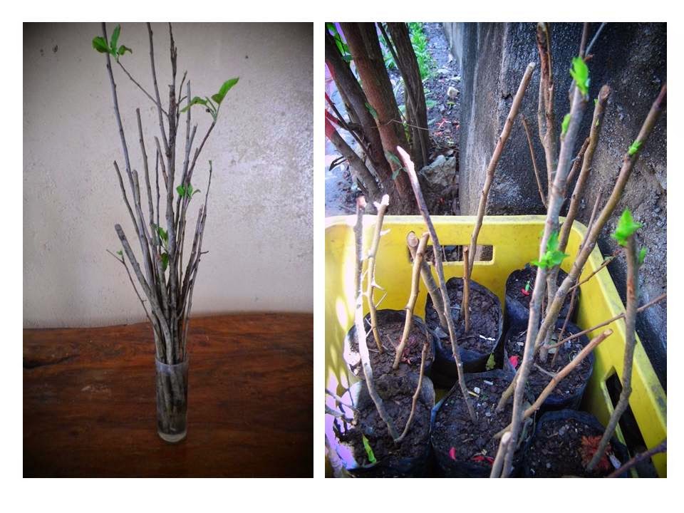 How To Start Apple Trees From Cuttings