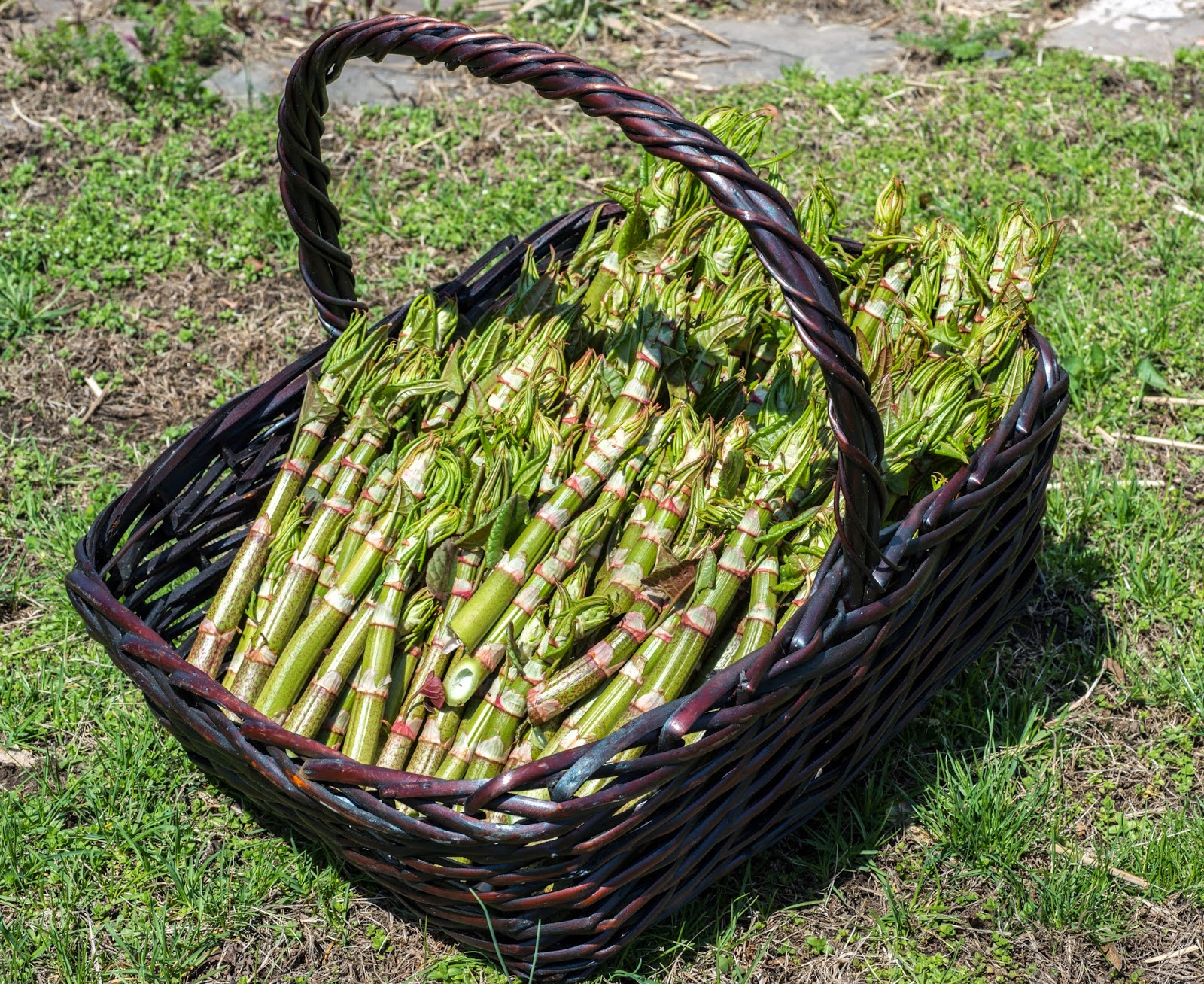 How Do You Cook Japanese Knotweed at Stephen Gallagher blog