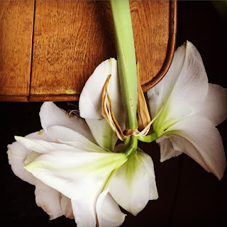 amaryllis kaatuneena