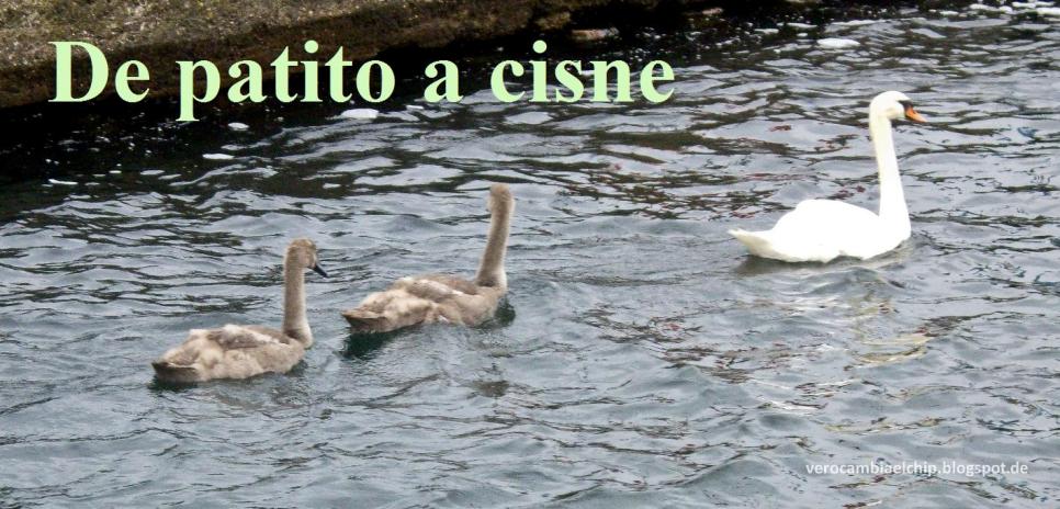 De patito a cisne