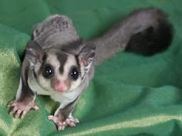 Cara Menjinakan Sugar Glider Dengan Cepat Cara Menjinakan Sugar Glider Dengan Cepat