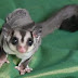 Cara Menjinakan Sugar Glider Dengan Cepat thumbnail