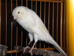 Burung Kenari Yorkshire - Solusi Penangkaran Burung Kenari - Mengenal Burung Kenari Yorkshire - Kenari Type Canary