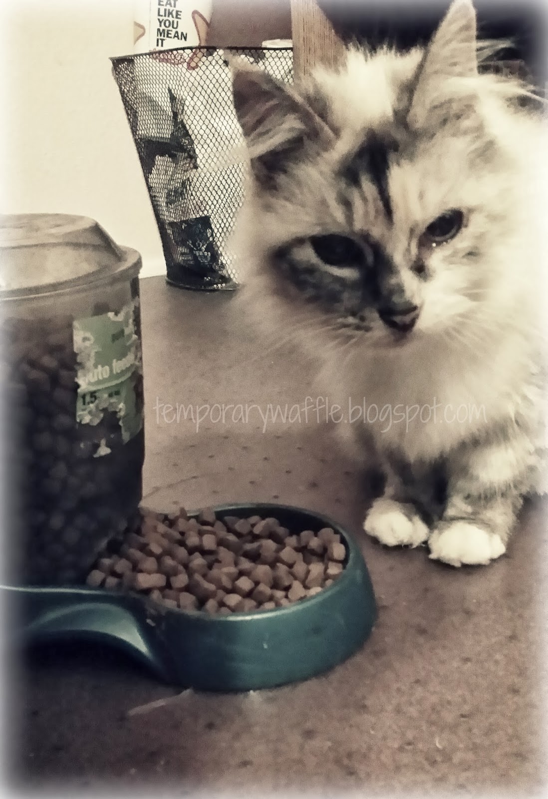 Minimum Taurine Cat Food Minimum Taurine Cat Food