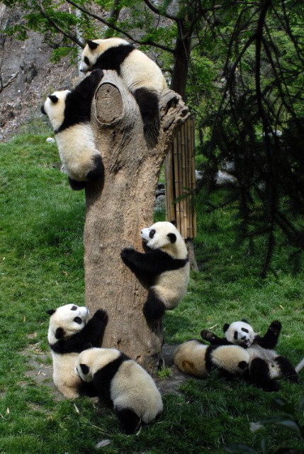 panda0051.jpg