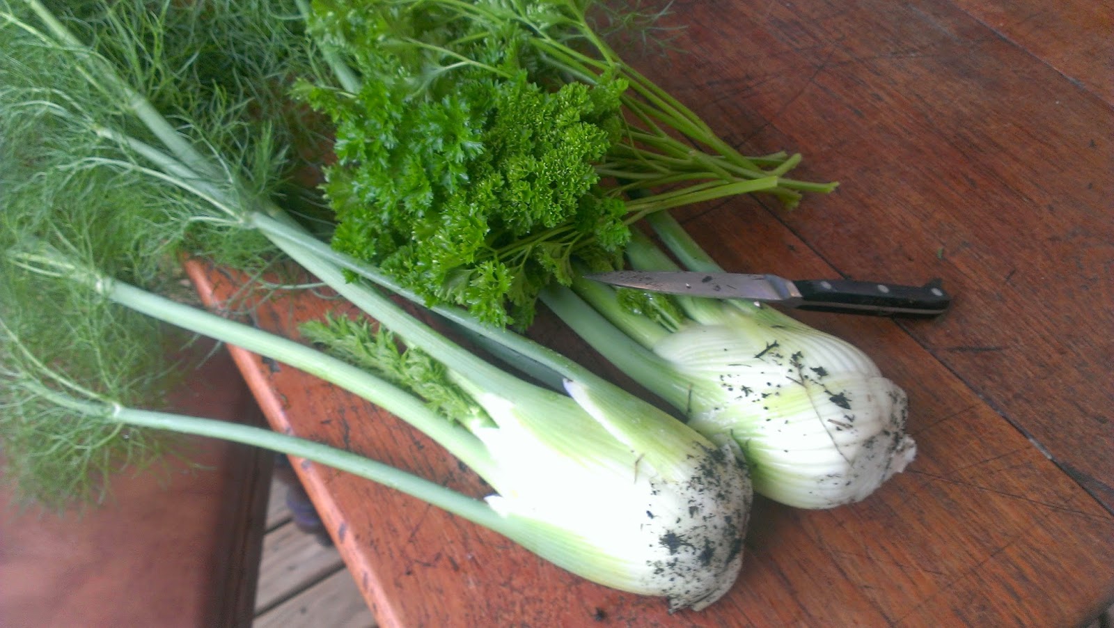 Glut a year in my patch Saturday Spotlight Florence fennel