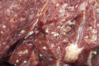 Bahaya dari Cacing Pita pada Daging Babi Sebab Dilarangnya Daging Babi