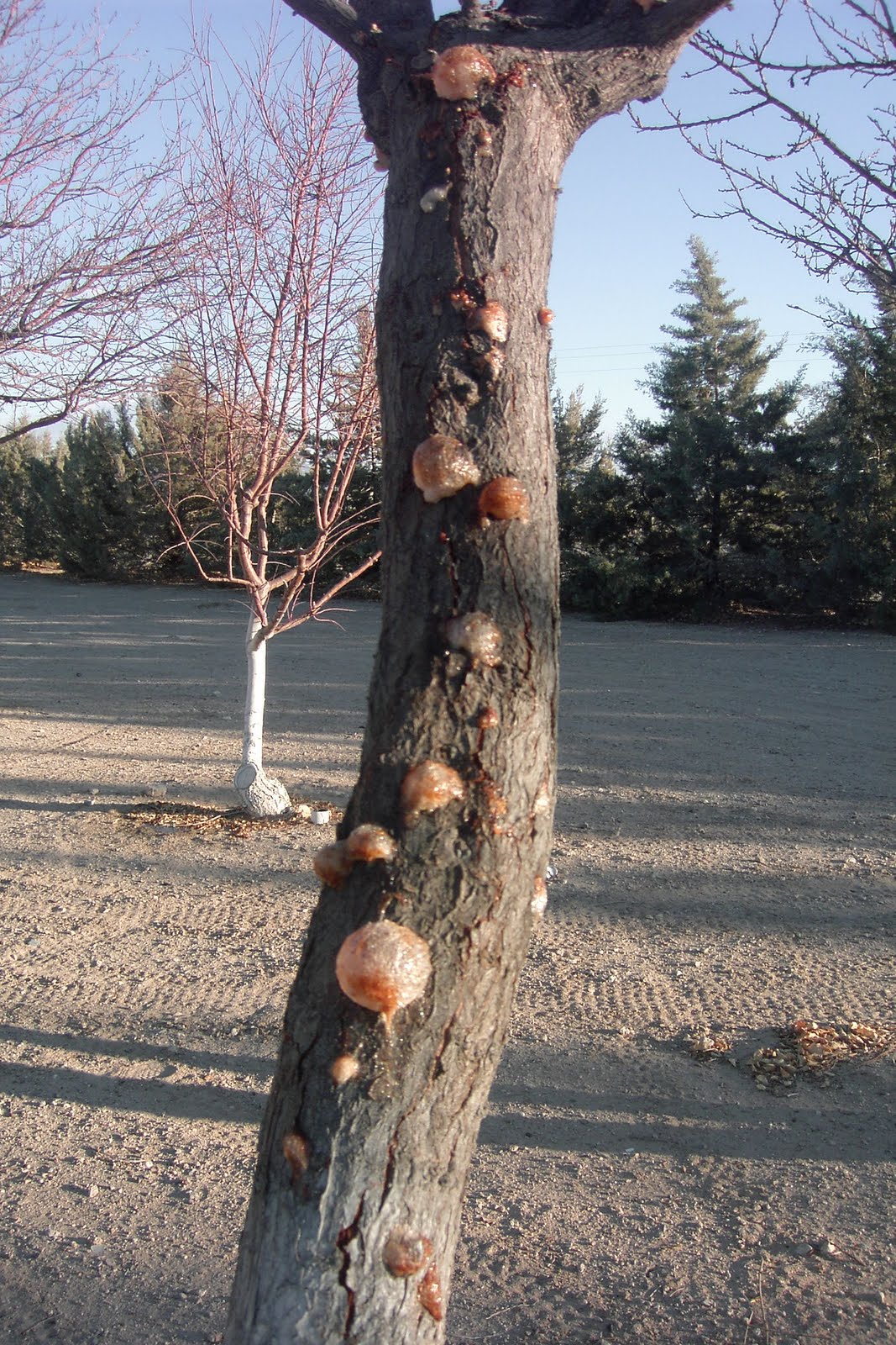 Xtremehorticulture of the Desert Sap Oozing from Plum Tree Trunk