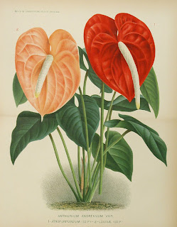 Bunga Anthurium