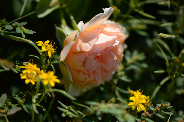 rose crown princess margareta, chinchweed, pectis papposa