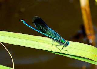Libelle, Odonata, , Libellen, dragonfly, Libélula, libellule Insekten, insekte, insektet, intsektuak, insekti, Насекоми, insekter, insects, Putukad, Hyönteiset, insectes, έντομα, serangga, feithidí, skordýr, insetti, ensèk