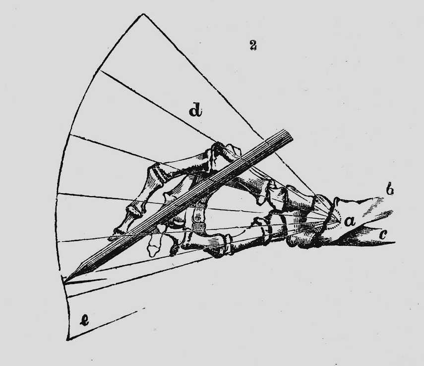 1886 hand bones 1886 hand bones illustration