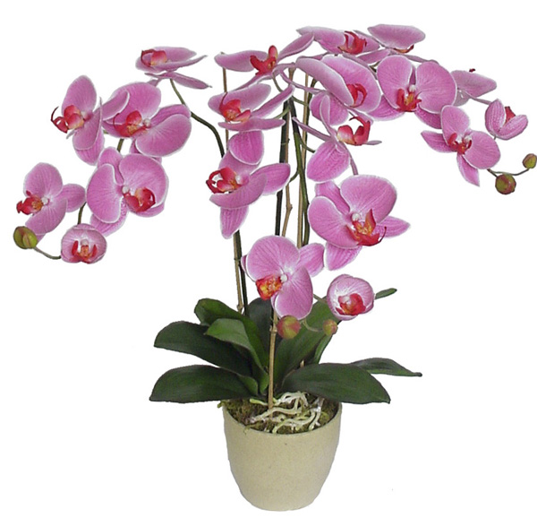 Paixão por orquídeas - Meu orquidário: Guia da Phalaenopsis