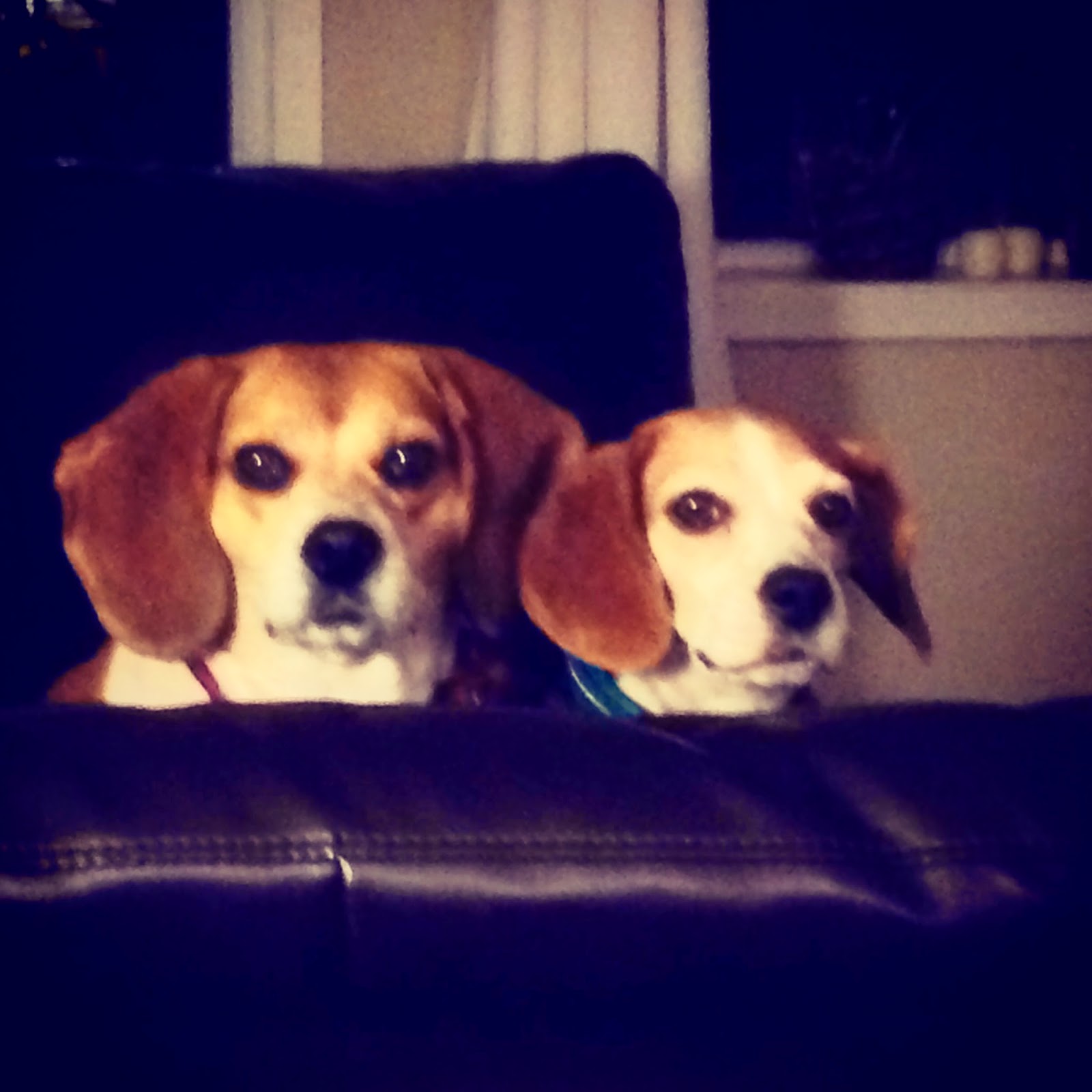 You Really Are Great Beagles are Dumb Dogs