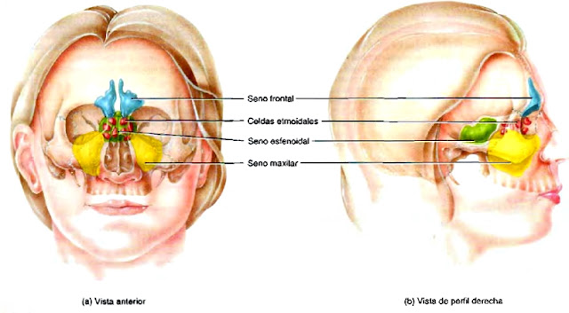 Anatomía cráneo senos paranasales Anatomía cráneo senos paranasales