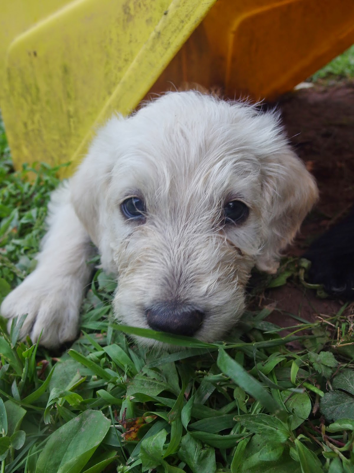 Love Those Puppies 6 Week Old Puppies!