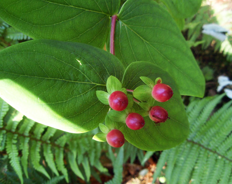 bayas del hipérico arbustivo silvestre