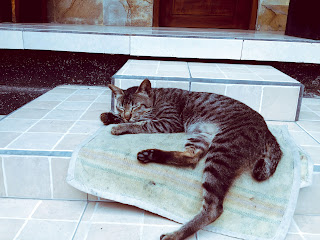 Black Striped Cat is Sleeping on The Floor