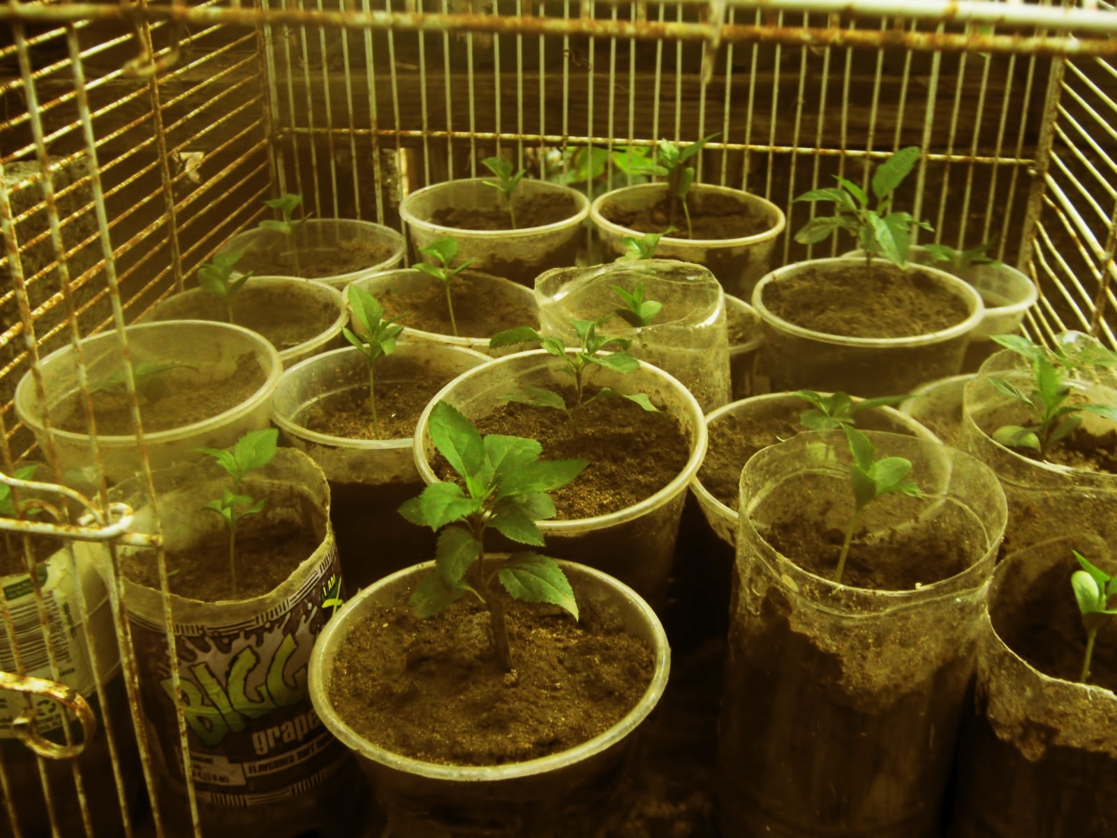 Growing apples in Jamaica