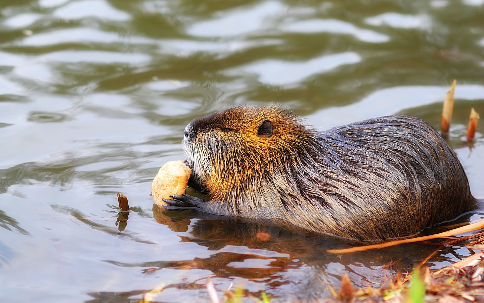 Зоопарк в lohberg. Речной бобр хатки. Кто обитает в лесах. Бобр волк. Речной бобр западносибирский подвид.