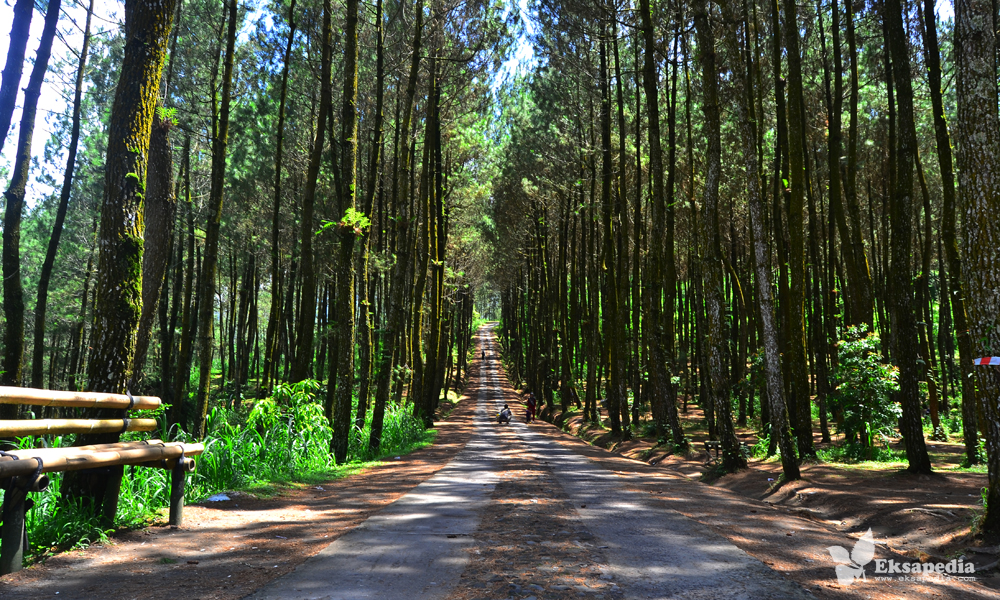 Unduh 880+ Background Foto Hutan Pinus Paling Keren - Download Background