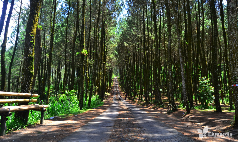 Featured image of post Beground Hutan Please respect and follow the rules of the artists and creators for using the backgrounds