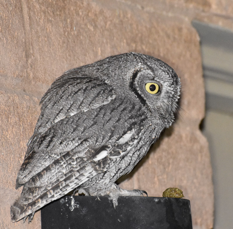 tucson audubon society blog more of the western screech owl family minute owl