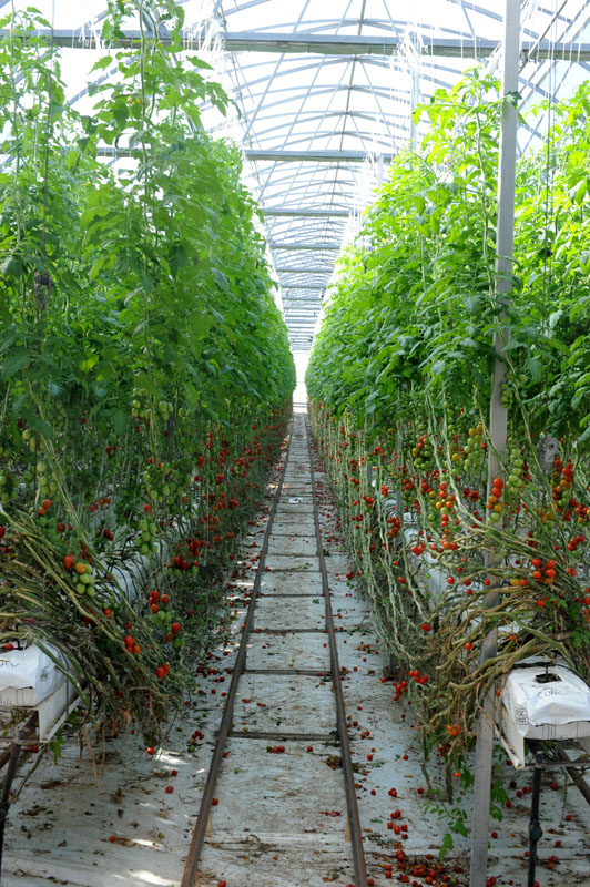 Wagon Wheel Ricardoes Tomatoes and Strawberry Farm, Port Macquarie