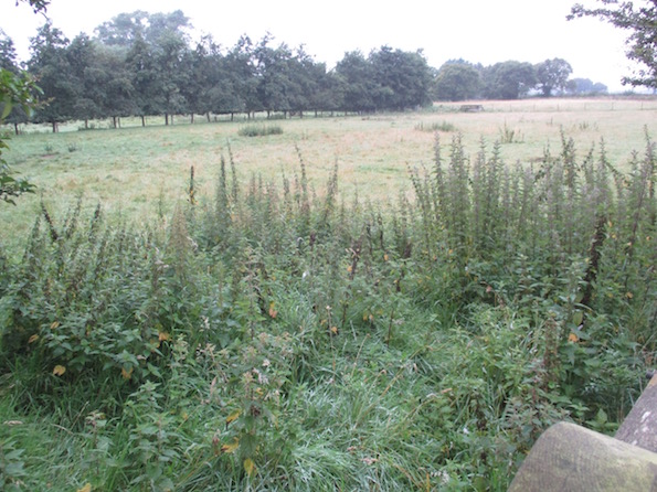 Roger Brook The No Dig Gardener Brambles Brambles, Does Roundup Kill Brambles