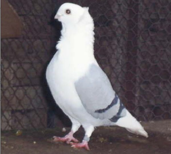 old german owl pigeon, old german owl pigeons, about old german owl pigeon, old german owl pigeon appearance, old german owl pigeon breed info, old german owl pigeon breed facts, old german owl pigeon behavior, old german owl pigeon care, caring old german owl pigeon, old german owl pigeon color, old german owl pigeon characteristics, old german owl pigeon facts, old german owl pigeon for flying, old german owl pigeon for exhibition, old german owl pigeon history, old german owl pigeon info, old german owl pigeon images, old german owl pigeon lifespan, old german owl pigeon origin, old german owl pigeon photos, old german owl pigeon pictures, old german owl pigeon rarity, old german owl pigeon rearing, raising old german owl pigeon, old german owl pigeon size, old german owl pigeon temperament, old german owl pigeon tame, old german owl pigeon uses, old german owl pigeon varieties, old german owl pigeon weight