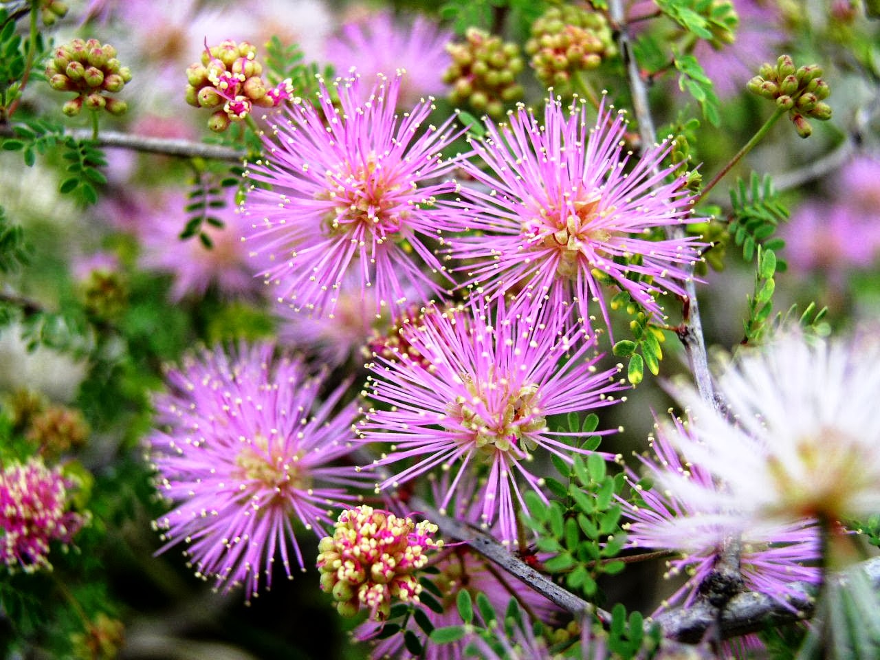 Flower Homes Mimosa Flowers