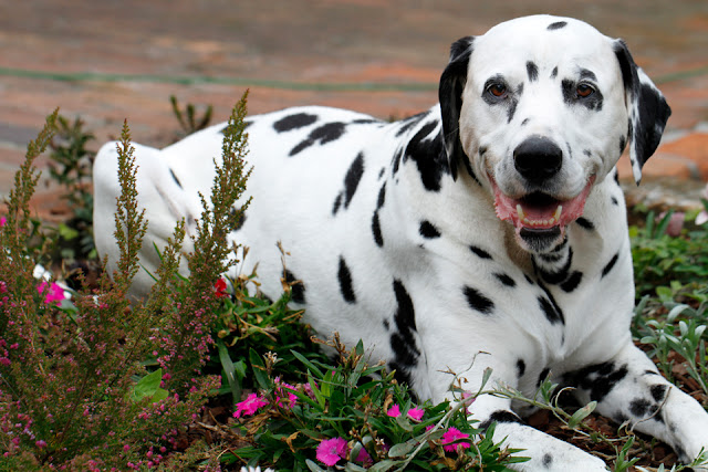 Can You Dog Up A Flower Bed At Degree Can You Dog Up A Flower Bed At Degree