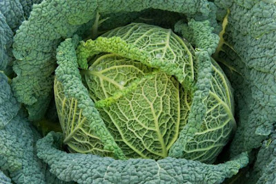 Passionately Raw! - Savoy cabbage