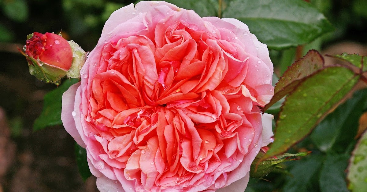 Cara menanam bunga mawar yang benar Portal Info Mix Cara menanam bunga mawar yang benar Portal Info Mix