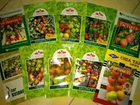 bibit buah tomat, buah tomat hibrida, benih tomat F1, benih tomat, lmga agro