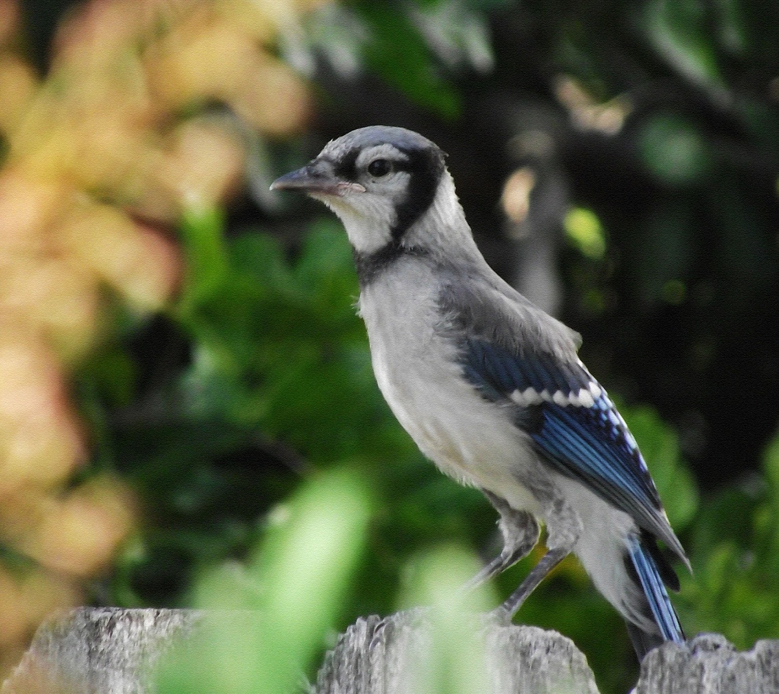 Albums 98+ Wallpaper What Does A Female Blue Jay Look Like Superb