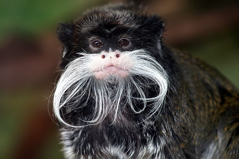 Mammals Animals: Tamarin portrait